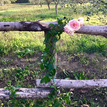 La Goiaba Senigália